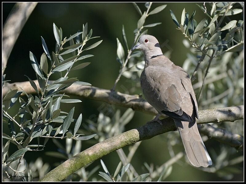 Eurasian Collared Dove