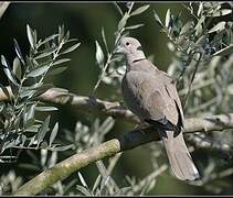 Eurasian Collared Dove