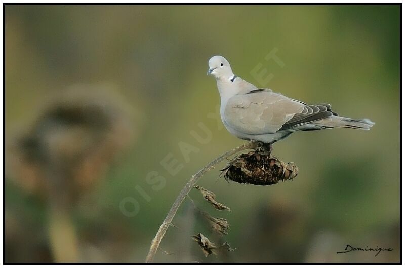 Eurasian Collared Dove