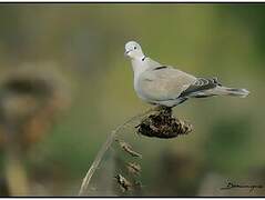 Eurasian Collared Dove