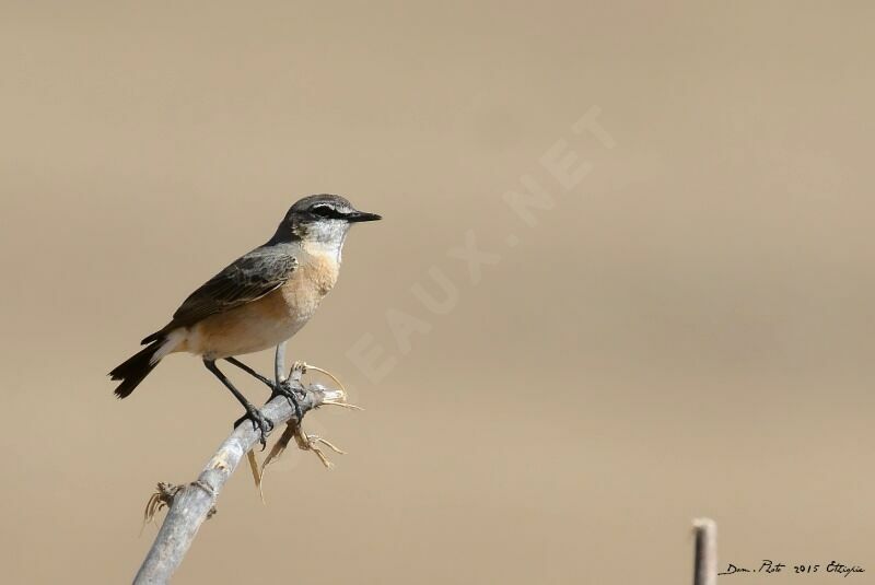 Red-breasted Wheatear