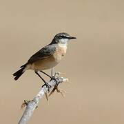 Rusty-breasted Wheatear