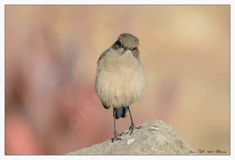 Moorland Chat