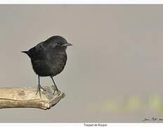 Rüppell's Black Chat