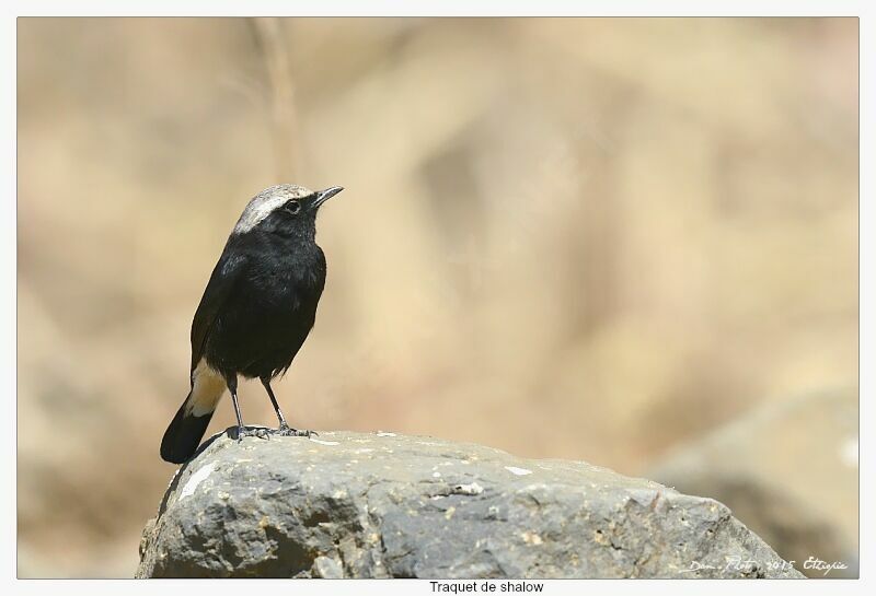 Abyssinian Wheatear