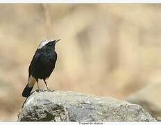 Abyssinian Wheatear