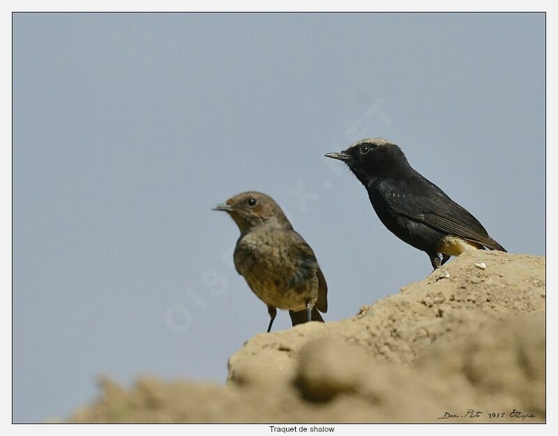 Abyssinian Wheatear