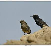 Abyssinian Wheatear