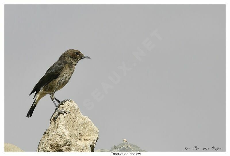 Abyssinian Wheatear