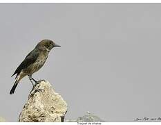 Abyssinian Wheatear