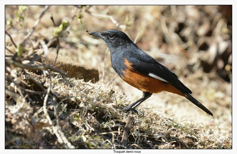 White-winged Cliff Chat