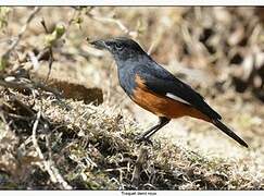 White-winged Cliff Chat