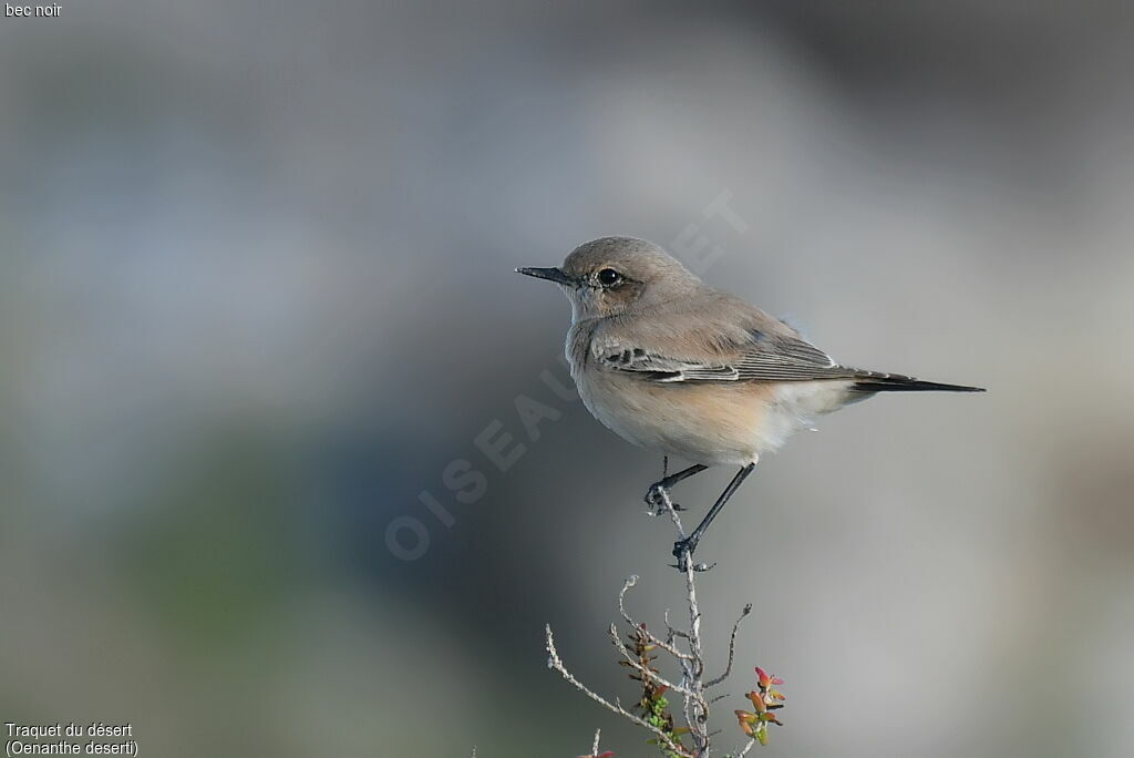 Desert Wheatear