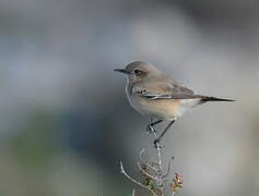 Desert Wheatear