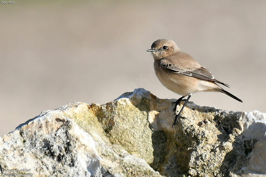 Desert Wheatear