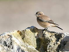 Desert Wheatear