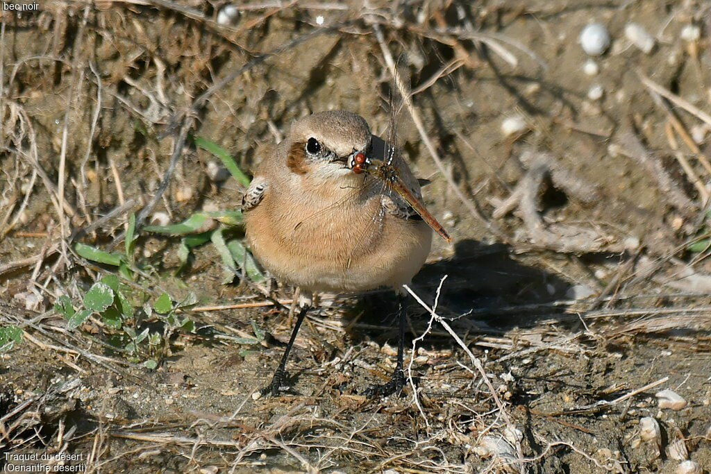 Desert Wheatear