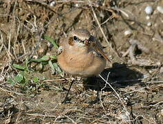 Desert Wheatear