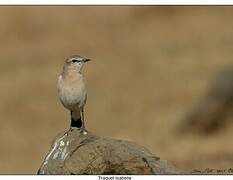 Isabelline Wheatear