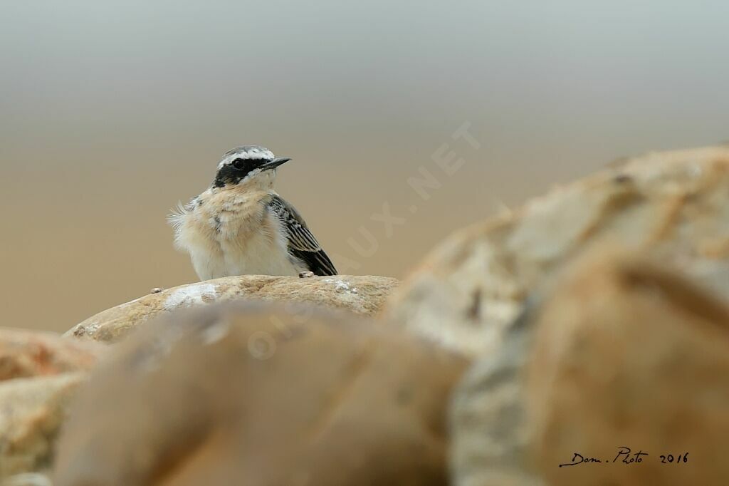 Northern Wheatear