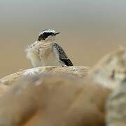 Northern Wheatear