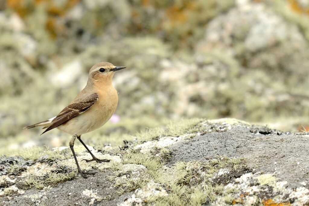 Northern Wheatear