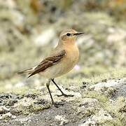 Northern Wheatear