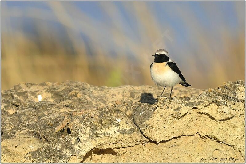 Eastern Black-eared Wheatear