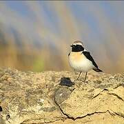 Eastern Black-eared Wheatear