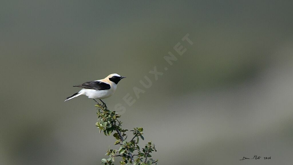 Western Black-eared Wheatear