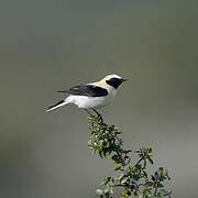 Western Black-eared Wheatear