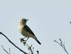 Western Black-eared Wheatear