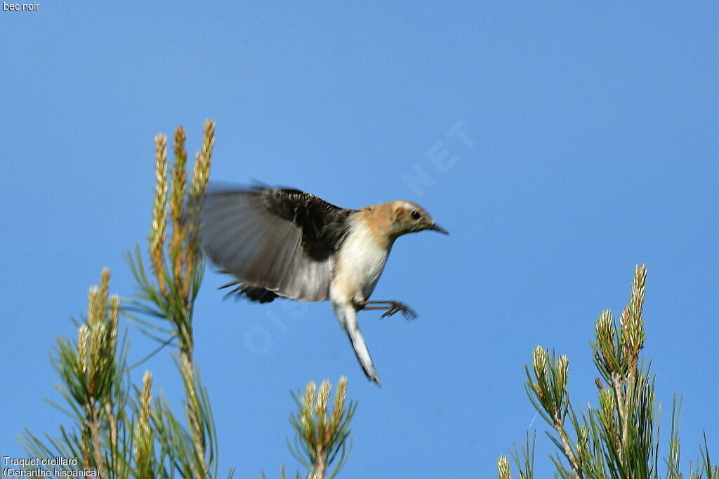 Western Black-eared Wheatear