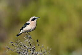 Western Black-eared Wheatear