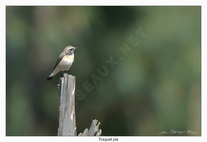 Pied Wheatear