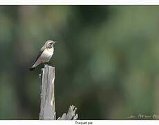 Pied Wheatear