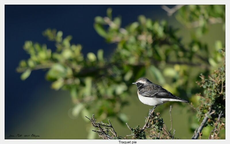 Pied Wheatear