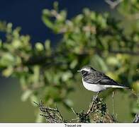 Pied Wheatear