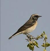 Pied Wheatear