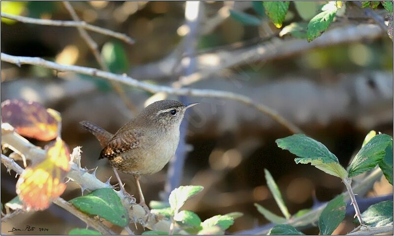 Eurasian Wren