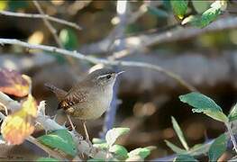 Eurasian Wren