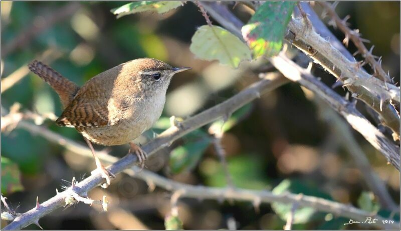 Eurasian Wren