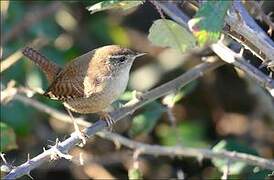 Eurasian Wren