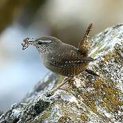 Eurasian Wren