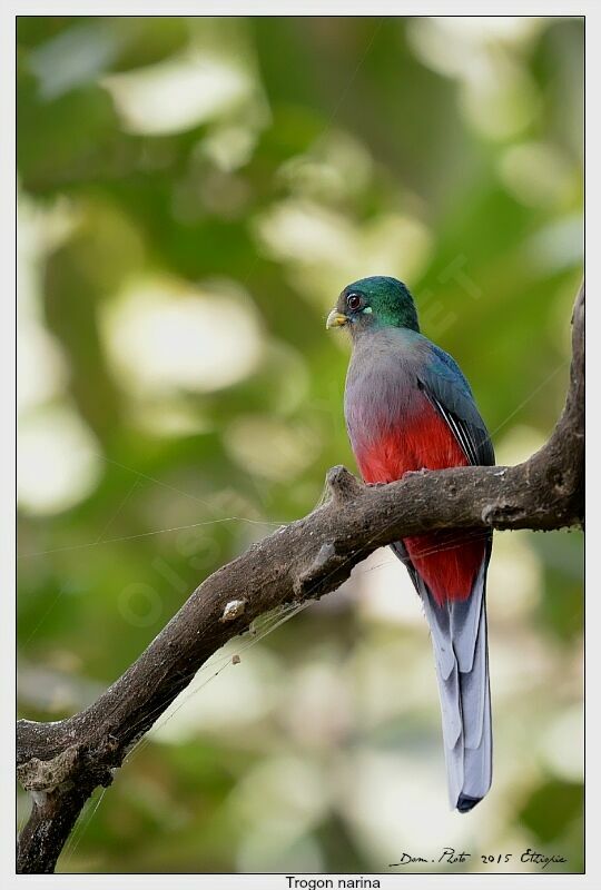 Trogon narina