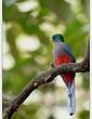 Trogon narina