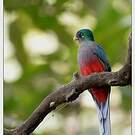 Trogon narina