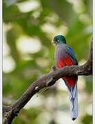 Narina Trogon