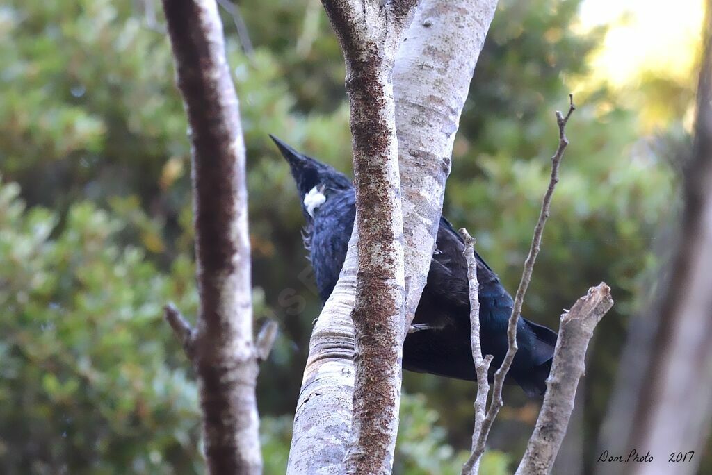 Tui