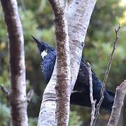 Tui